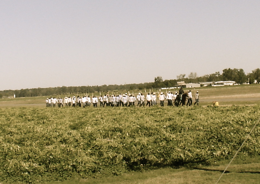 Photo: Chain Gang Coming in from the Fields